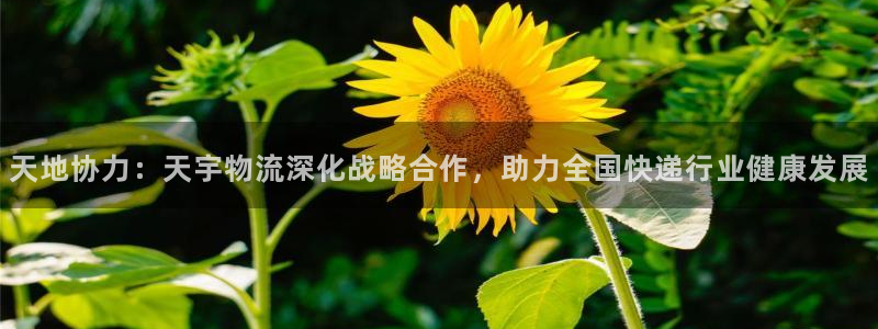 28圈注册官网：天地协力：天宇物流深